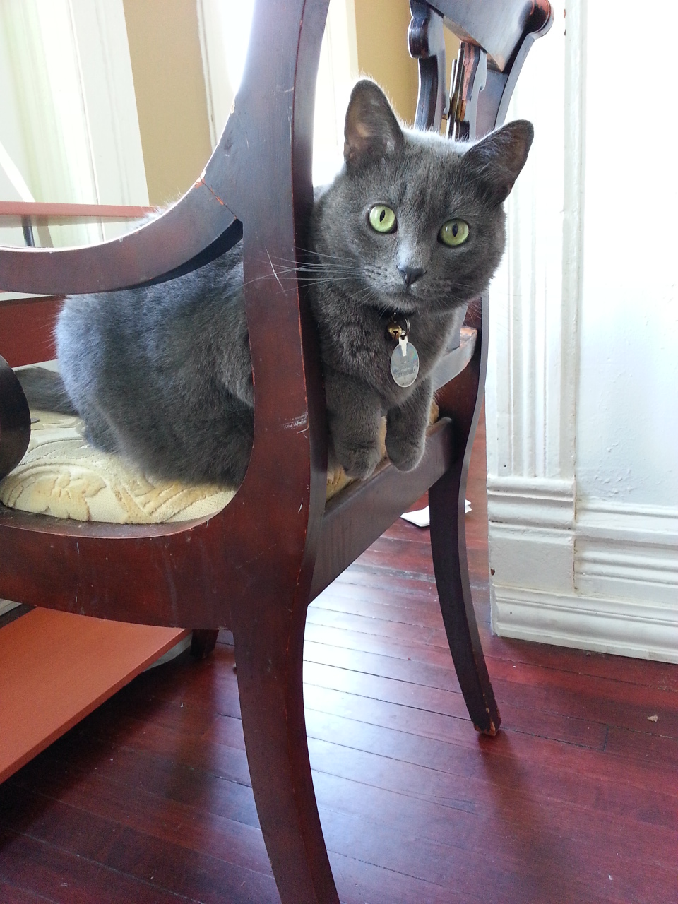 April 2013 - Duster poking through a chair